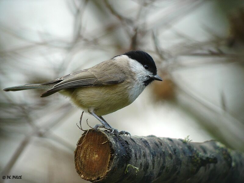 Mésange nonnette