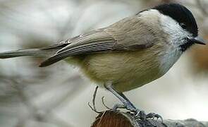 Marsh Tit