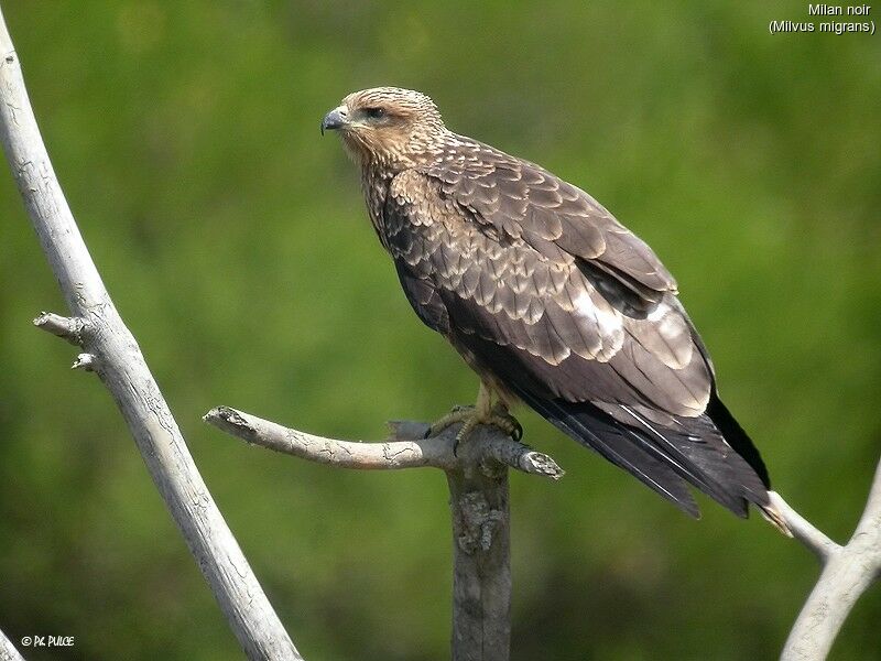 Black Kite