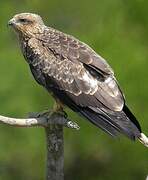 Black Kite