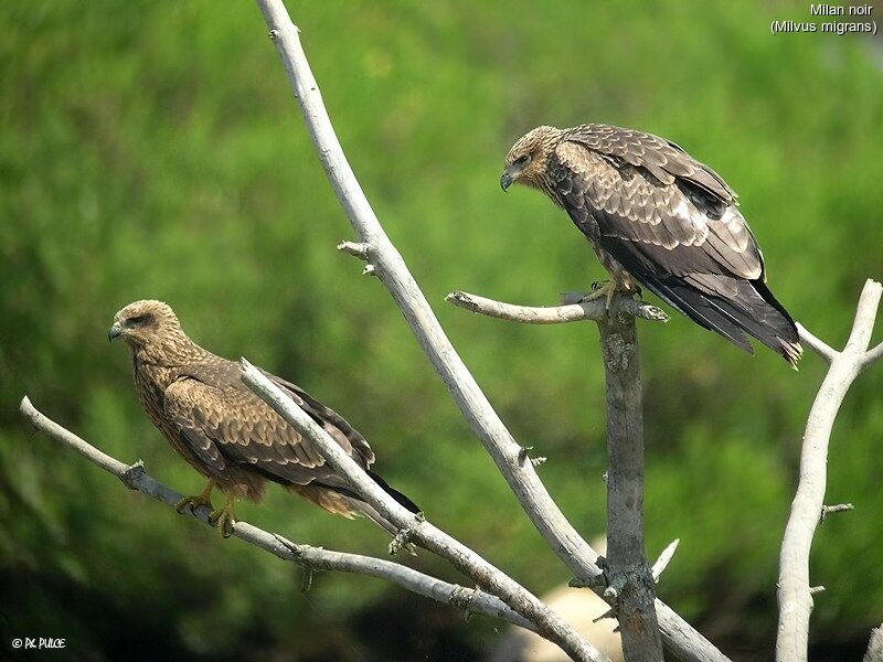 Black Kite