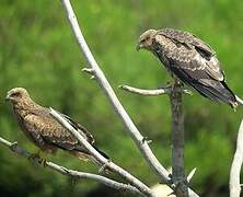 Black Kite