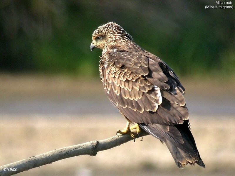 Black Kite