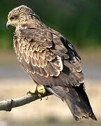 Black Kite