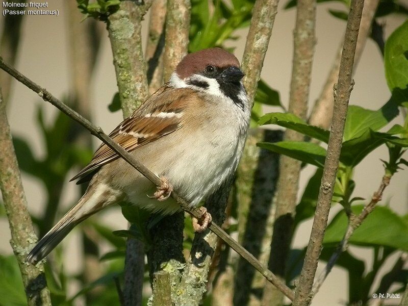 Moineau friquet