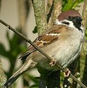 Eurasian Tree Sparrow