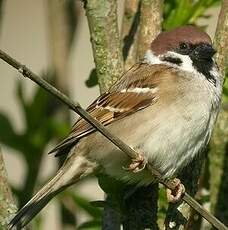 Moineau friquet