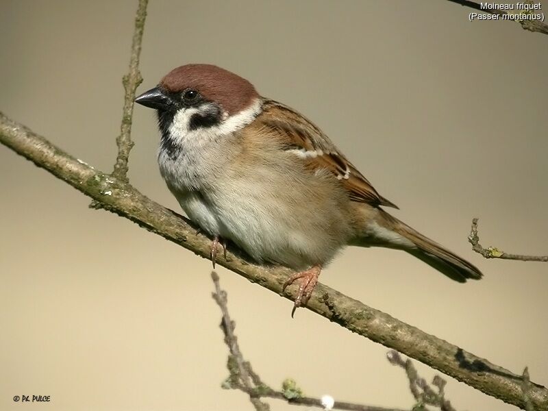 Eurasian Tree Sparrow