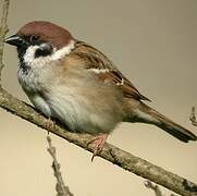 Eurasian Tree Sparrow