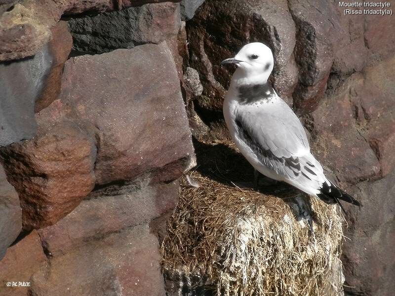 Black-legged Kittiwake