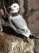 Black-legged Kittiwake