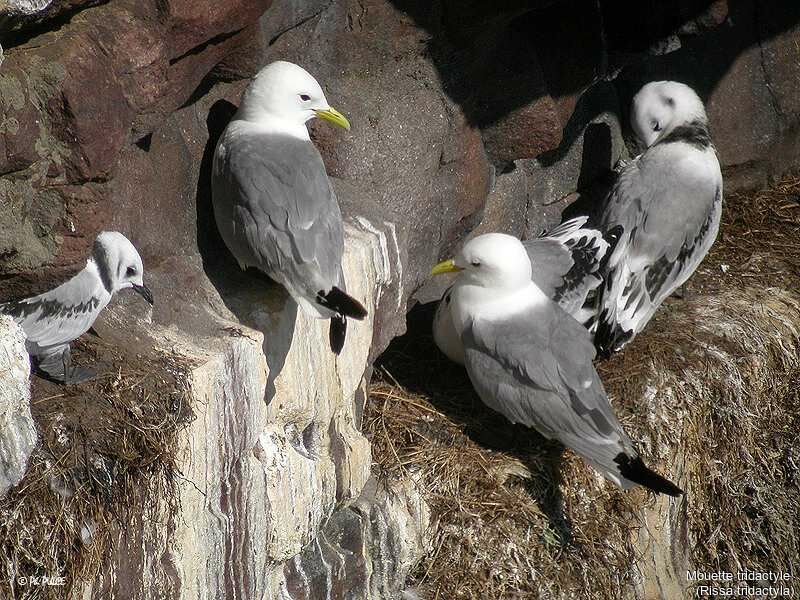 Mouette tridactyle