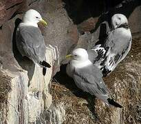 Black-legged Kittiwake