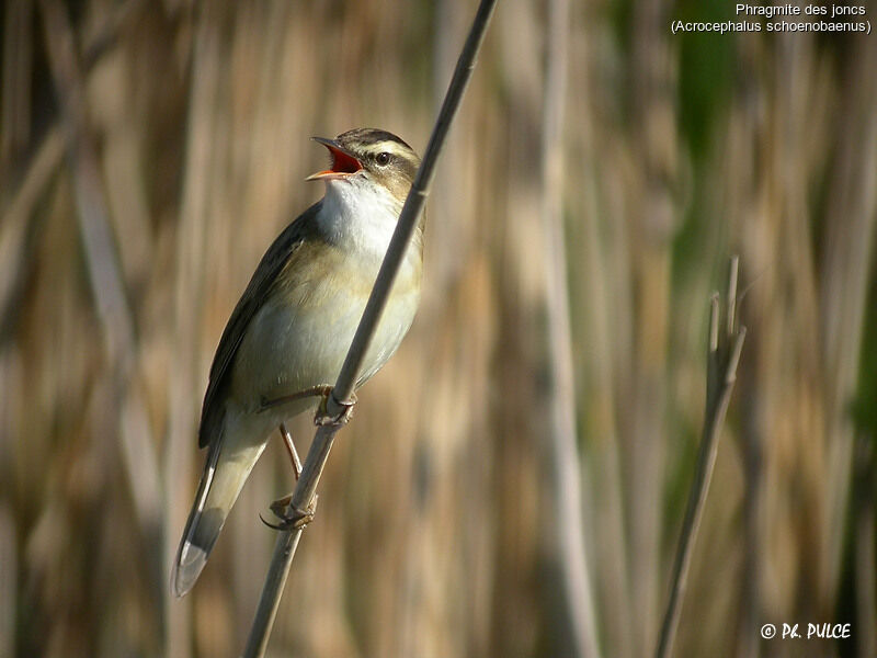 Sedge Warbler