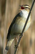 Sedge Warbler