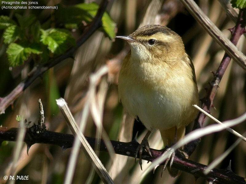 Sedge Warbler