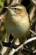 Sedge Warbler