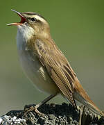 Sedge Warbler