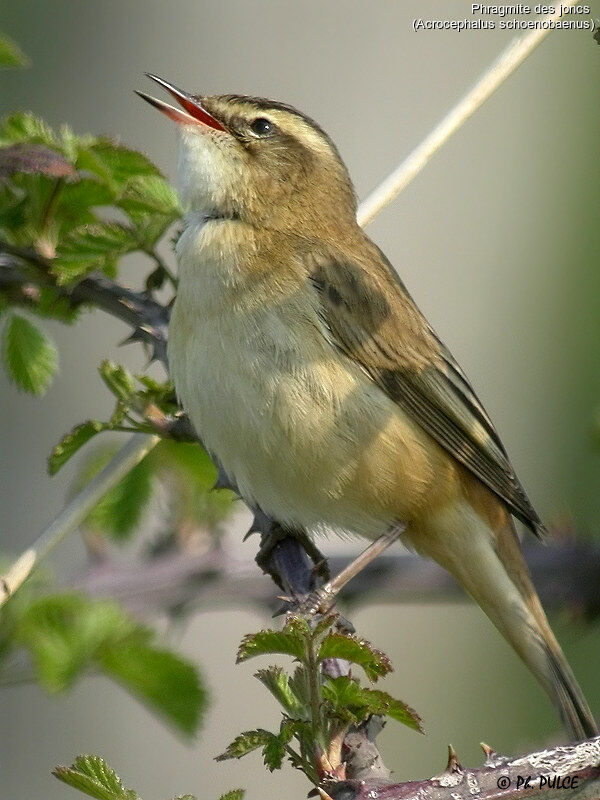 Sedge Warbler