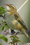 Sedge Warbler