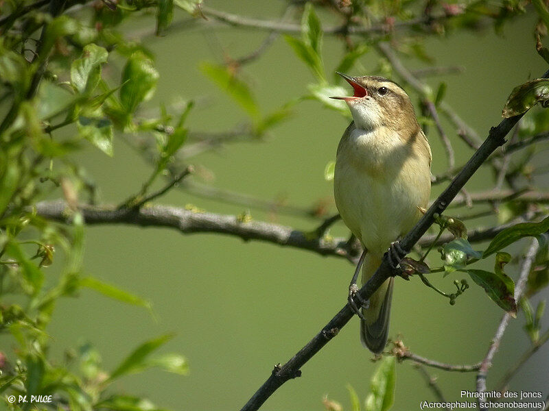 Sedge Warbler