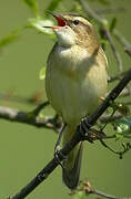 Sedge Warbler