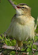 Sedge Warbler