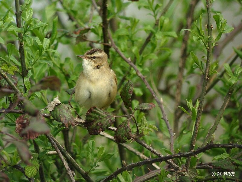 Sedge Warbler