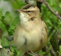 Sedge Warbler