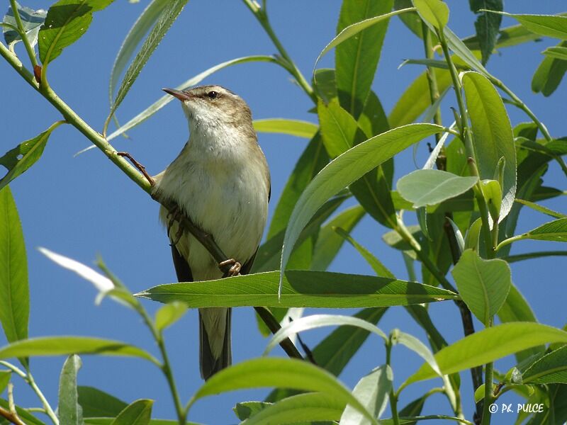 Phragmite des joncs