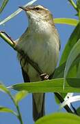 Sedge Warbler