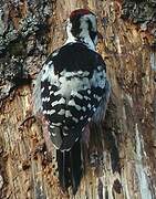 White-backed Woodpecker