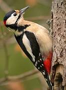 Great Spotted Woodpecker