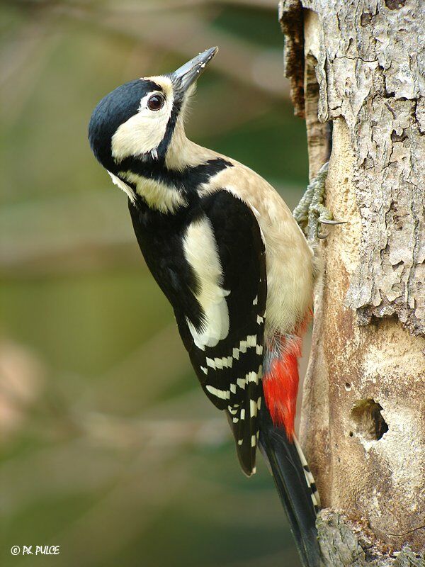 Great Spotted Woodpecker