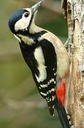 Great Spotted Woodpecker