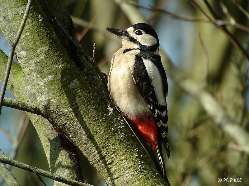 Great Spotted Woodpecker