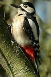 Piciformes