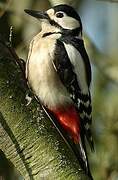 Great Spotted Woodpecker