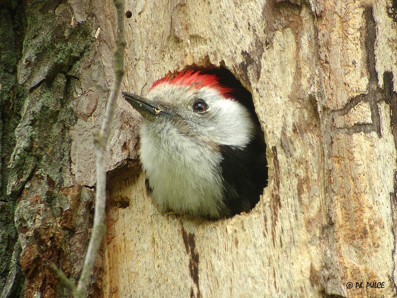 Middle Spotted Woodpecker