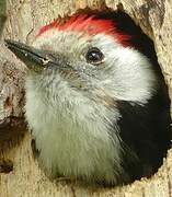 Middle Spotted Woodpecker