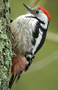 Middle Spotted Woodpecker