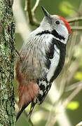 Middle Spotted Woodpecker