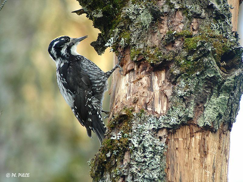 Eurasian Three-toed Woodpecker