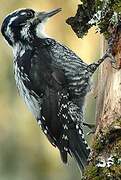 Eurasian Three-toed Woodpecker