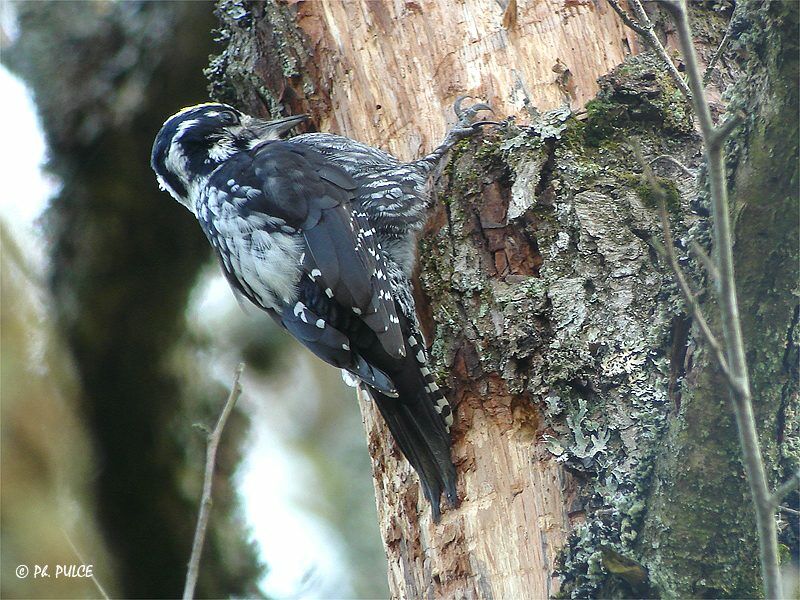 Eurasian Three-toed Woodpecker