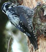 Eurasian Three-toed Woodpecker