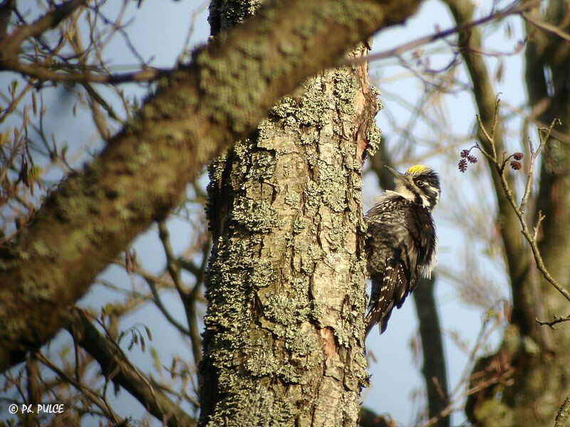 Eurasian Three-toed Woodpecker