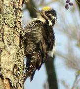 Eurasian Three-toed Woodpecker