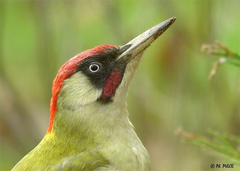 European Green Woodpecker