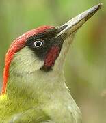 European Green Woodpecker